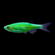 ​Данио рерио (GloFish) «Мятный» — генетически модифицированная форма аквариумной рыбки данио-рерио (Danio rerio), выведенная путём добавления генов морских медуз и кораллов, продуцирующих светящийся белок.
