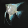 Скалярия Параиба (Pterophyllum scalare Paraiba, Paraiba Angelfish) — селекционная форма скалярии Пинои, выведенная с использованием гена бесполосости в сочетании с двойным филиппинским голубым. Отличается необычным окрасом и грациозными движениями.