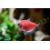 Тернеция GloFish розовая — генетически модифицированная форма тернеции (Gymnocorymbus ternetzi), получившая название от английских слов glow («сияющий», «свечение») и fish («рыба»). Отличительная особенность — флуоресцентная окраска, которая становится ярче при ультрафиолетовом или синем освещении.Тернеция GloFish розовая — генетически модифицированная форма тернеции (Gymnocorymbus ternetzi), получившая название от английских слов glow («сияющий», «свечение») и fish («рыба»). Отличительная особенность — флуоресцентная окраска, которая становится ярче при ультрафиолетовом или синем освещении.