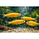 Данио Гло Жёлтый (Danio Glo Fish) — генетически модифицированная форма аквариумной рыбки данио-рерио (Danio rerio), обладающая флуоресцентным свечением.