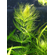 РОГОЛИСТНИК - Ceratophyllum
