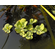 ПИСТИЯ 6-10см - Pistia stratiotes