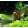 Эхинодорус «Красная жемчужина» (Echinodorus 'Hadi Red Pearl' / 'Red Pearl')