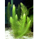 РОГОЛИСТНИК - Ceratophyllum