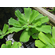ПИСТИЯ 6-10см - Pistia stratiotes