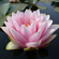 НИМФЕЯ МАДАМ ( РОЗОВАЯ ) - Nymphaea madam