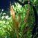 ЭХИНОДОРУС РОЗЕ - Echinodorus Rose