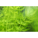 РОГОЛИСТНИК - Ceratophyllum