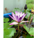 НИМФЕЯ ПРУДОВАЯ ПУРПЛ ДЖОЙ ( фиолетово-белый ) - Nymphaea purple joy