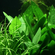 ЭХИНОДОРУС ЛОПАТОЛИСТНЫЙ - Echinodorus palaefolius