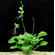 ​Эхинодорус мелкоцветковый «Тропика» (Echinodorus parviflorus «Tropica»)