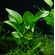 ЭХИНОДОРУС ИМПАЙ - Echinodorus Impai