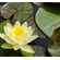 НИМФЕЯ ПРУДОВАЯ ШАРЛИН ( ЖЕЛТАЯ ) - Nymphaea charlene YELLOW