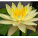 НИМФЕЯ ПРУДОВАЯ ШАРЛИН ( ЖЕЛТАЯ ) - Nymphaea charlene YELLOW