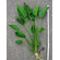 ЭХИНОДОРУС ЛОПАТОЛИСТНЫЙ - Echinodorus palaefolius