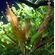 ЭХИНОДОРУС РОЗЕ - Echinodorus Rose