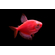 Тернеция гло красная (GloFish) — генетически модифицированная форма аквариумной рыбки тернеции (Gymnocorymbus ternetzi). Её отличительная особенность — способность к флуоресценции: под воздействием синего или ультрафиолетового освещения рыбки излучают свет.