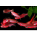 Данио Гло Алый Корал (Danio GloFish «Алый Корал») — генетически модифицированная форма аквариумных рыбок данио-рерио, отличающаяся ярким флуоресцентным свечением