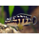 Юлидохромис Транскриптус (Julidochromis Transcriptus) — вид цихлид, известный также как масковый юлидохромис.