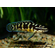 Юлидохромис Транскриптус (Julidochromis Transcriptus) — вид цихлид, известный также как масковый юлидохромис.