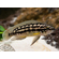 Юлидохромис Транскриптус (Julidochromis Transcriptus) — вид цихлид, известный также как масковый юлидохромис.