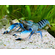 Cherax boesemani sp.var. Blue Moon (рак «Голубая луна») — аквариумный пресноводный рак.