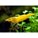 Креветка «Жёлтый огонь» (Neocaridina heteropoda var. Yellow) — селекционная форма пресноводной креветки, полученная в результате работы с дикой формой Neocaridina heteropoda.