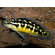 Юлидохромис Транскриптус (Julidochromis Transcriptus) — вид цихлид, известный также как масковый юлидохромис.