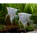 Скалярия бриллиантовая (Pterophyllum scalare diamond) — селекционная форма обыкновенной скалярии, отличающаяся особой красотой и особенностями внешнего вида.