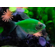 Тернеция GloFish салатовая — генетически модифицированная форма тернеции (Gymnocorymbus ternetzi) с внедрённым флуоресцентным белковым геном из морских организмов (медуз или кораллов). Благодаря этому рыбки светятся в темноте или при ультрафиолетовом или синем освещении.