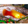 Пецилия Сансет (Platy Sunset, Xiphophorus maculatus) — селекционная форма пецилии, популярная среди аквариумистов благодаря яркой окраске, миролюбивому характеру и неприхотливости в уходе.