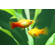 Пецилия Сансет (Platy Sunset, Xiphophorus maculatus) — селекционная форма пецилии, популярная среди аквариумистов благодаря яркой окраске, миролюбивому характеру и неприхотливости в уходе.