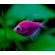 Тернеция GloFish «Ежевичная» (Gymnocorymbus ternetzi) — генетически модифицированная аквариумная рыбка, отличительная особенность которой — флуоресценция, то есть способность излучать свет под воздействием синего или ультрафиолетового освещения. Название происходит от английских слов glow («сияющий», «свечение») и fish («рыба»).