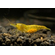 Креветка «Жёлтый огонь» (Neocaridina heteropoda var. Yellow) — селекционная форма пресноводной креветки, полученная в результате работы с дикой формой Neocaridina heteropoda.