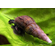 Melanoides tuberculata (песчаная мелания) — вид тропических улиток семейства Thiaridae.