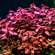 Людвигия мини супер ред (Ludwigia «Mini Super Red») — аквариумное растение, которое отличается яркой красной окраской листьев и компактной формой.