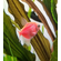 Тернеция GloFish розовая — генетически модифицированная форма тернеции (Gymnocorymbus ternetzi), получившая название от английских слов glow («сияющий», «свечение») и fish («рыба»). Отличительная особенность — флуоресцентная окраска, которая становится ярче при ультрафиолетовом или синем освещении.