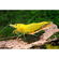Креветка «Жёлтый огонь» (Neocaridina heteropoda var. Yellow) — селекционная форма пресноводной креветки, полученная в результате работы с дикой формой Neocaridina heteropoda.