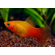 Пецилия Сансет (Platy Sunset, Xiphophorus maculatus) — селекционная форма пецилии, популярная среди аквариумистов благодаря яркой окраске, миролюбивому характеру и неприхотливости в уходе.
