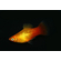 Пецилия Сансет (Platy Sunset, Xiphophorus maculatus) — селекционная форма пецилии, популярная среди аквариумистов благодаря яркой окраске, миролюбивому характеру и неприхотливости в уходе.