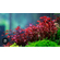 Людвигия мини супер ред (Ludwigia «Mini Super Red») — аквариумное растение, которое отличается яркой красной окраской листьев и компактной формой.