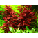 Людвигия мини супер ред (Ludwigia «Mini Super Red») — аквариумное растение, которое отличается яркой красной окраской листьев и компактной формой.