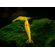 Креветка «Жёлтый огонь» (Neocaridina heteropoda var. Yellow) — селекционная форма пресноводной креветки, полученная в результате работы с дикой формой Neocaridina heteropoda.