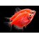 Тернеция гло красная (GloFish) — генетически модифицированная форма аквариумной рыбки тернеции (Gymnocorymbus ternetzi). Её отличительная особенность — способность к флуоресценции: под воздействием синего или ультрафиолетового освещения рыбки излучают свет.
