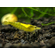 Креветка «Жёлтый огонь» (Neocaridina heteropoda var. Yellow) — селекционная форма пресноводной креветки, полученная в результате работы с дикой формой Neocaridina heteropoda.