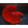 Петушок супердельта (Betta splendens «Super Delta») — селекционная форма сиамского петушка, отличающаяся особым строением хвостового плавника и яркой окраской.
