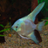 Скалярия Параиба (Pterophyllum scalare Paraiba, Paraiba Angelfish) — селекционная форма скалярии Пинои, выведенная с использованием гена бесполосости в сочетании с двойным филиппинским голубым. Отличается необычным окрасом и грациозными движениями.