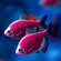 Тернеция GloFish «Ежевичная» (Gymnocorymbus ternetzi) — генетически модифицированная аквариумная рыбка, отличительная особенность которой — флуоресценция, то есть способность излучать свет под воздействием синего или ультрафиолетового освещения. Название происходит от английских слов glow («сияющий», «свечение») и fish («рыба»).