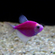 Тернеция GloFish «Ежевичная» (Gymnocorymbus ternetzi) — генетически модифицированная аквариумная рыбка, отличительная особенность которой — флуоресценция, то есть способность излучать свет под воздействием синего или ультрафиолетового освещения. Название происходит от английских слов glow («сияющий», «свечение») и fish («рыба»).