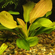 ЭХИНОДОРУС АРГЕНТИНСКИЙ - Echinodorus argentinensis
